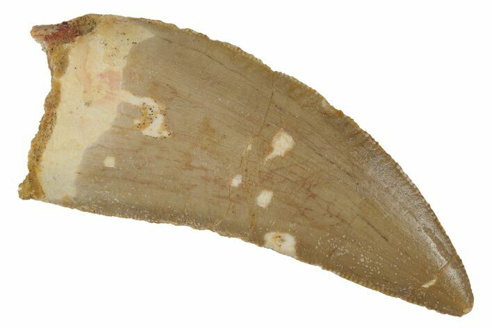 Serrated, Carcharodontosaurus Tooth - Real Dinosaur Tooth #85828